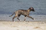 WHIPPET 284